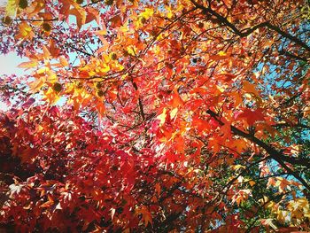 Low angle view of autumn trees