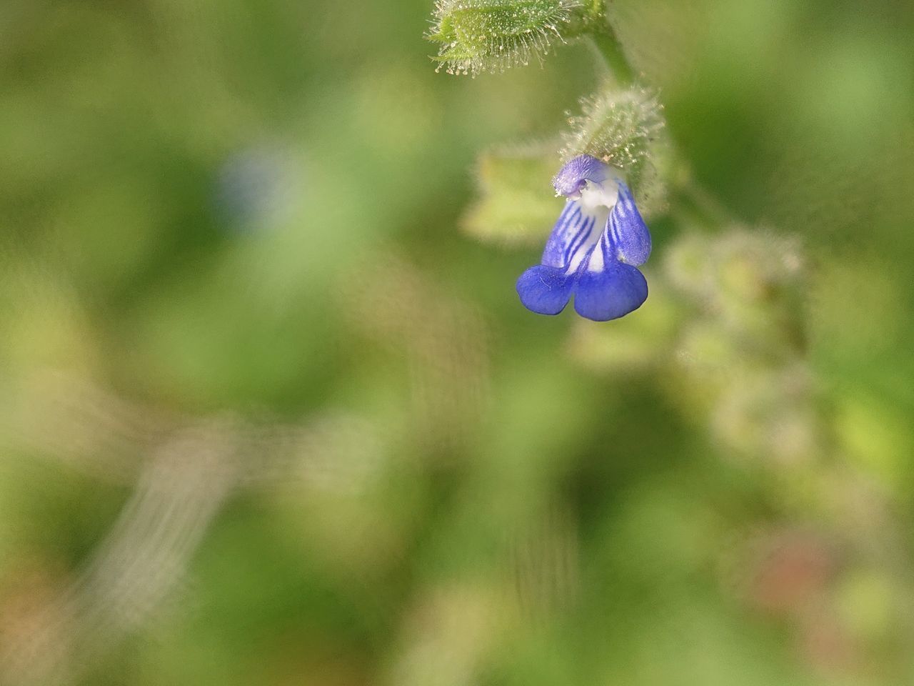 plant, flower, flowering plant, beauty in nature, nature, freshness, fragility, purple, close-up, macro photography, animal wildlife, no people, wildflower, green, flower head, animal, blue, animal themes, petal, growth, meadow, selective focus, outdoors, environment, springtime, inflorescence, focus on foreground, summer, insect, day, one animal, macro, botany, wildlife