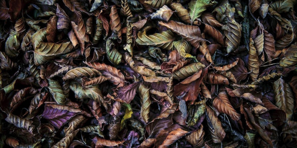 Full frame shot of fresh green leaves