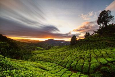 Scenic view of agricultural field against sky during sunset