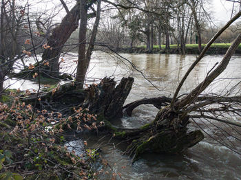 Fallen tree by river in forest