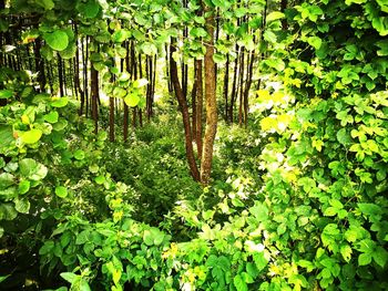 Trees growing in forest