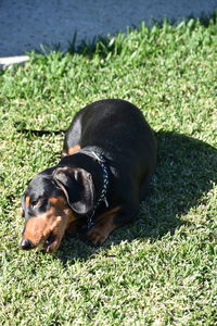 High angle view of dog relaxing on field