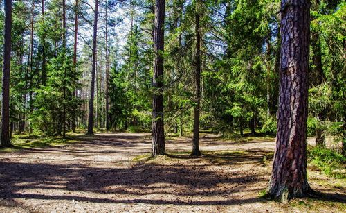 Pine trees in forest