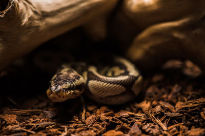 Close-up of snake on field