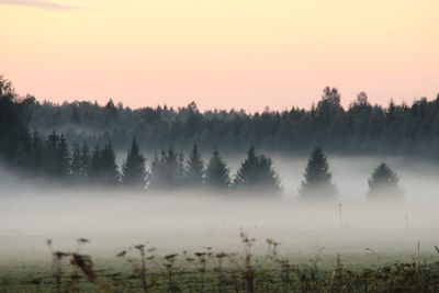 Trees on landscape against sky during sunset