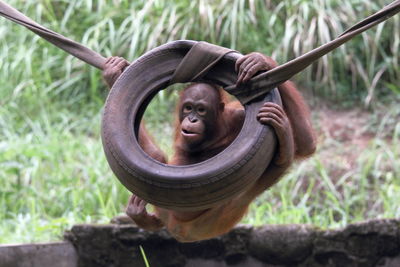 Close-up of monkey on the ground