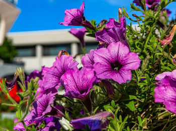 Close-up of pink flowering plants
