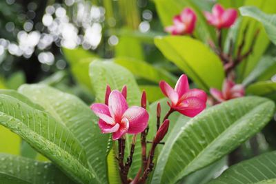 Close-up of pink flowering plant leaves