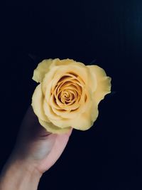 Close-up of hand holding rose against black background