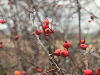 Close-up of red berries growing on tree