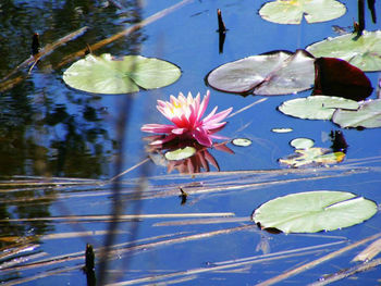 Close-up of lotus water lily