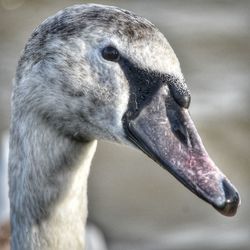 Close-up of swan