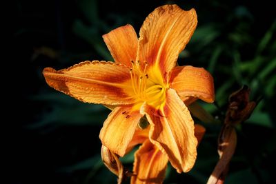 Close-up of orange day lily