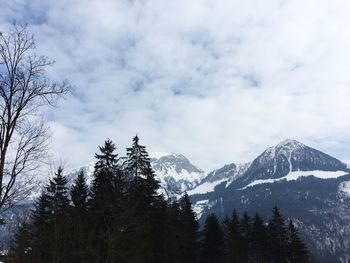 Pine trees on snowcapped mountains against sky