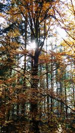 Sunlight streaming through trees in forest during autumn