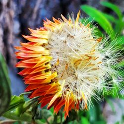 Close-up of flower against blurred background