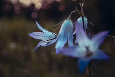 Close-up of flower against blurred background