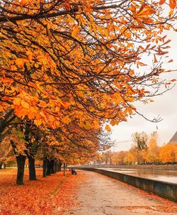 View of autumnal trees against orange sky