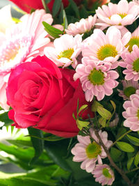 Close-up of pink flowers