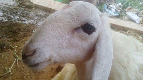 Close-up portrait of sheep