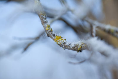 Close-up of frozen plant during winter