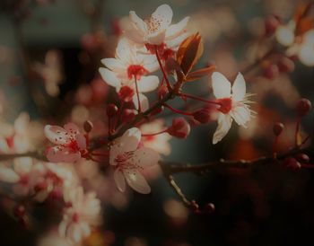 Close-up of plum blossom