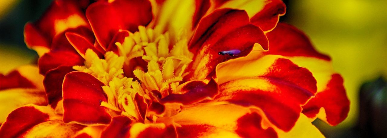 CLOSE-UP OF RED FLOWERING PLANTS