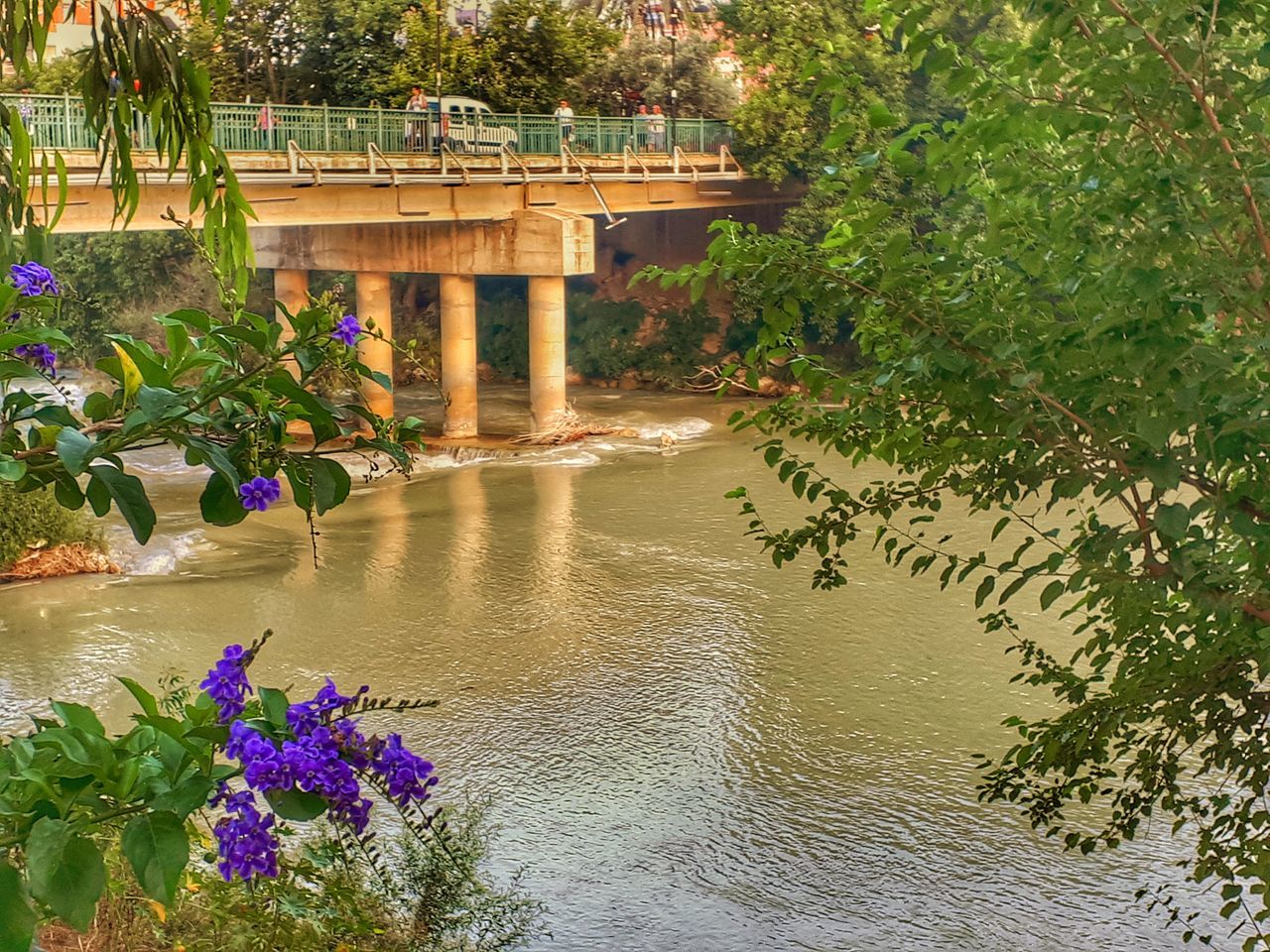 plant, water, nature, built structure, flower, architecture, tree, flowering plant, beauty in nature, growth, no people, bridge, river, connection, tranquility, bridge - man made structure, outdoors, day, sunlight