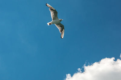 Low angle view of seagull flying in sky