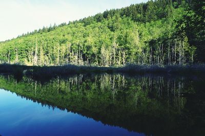 Trees reflecting on calm lake