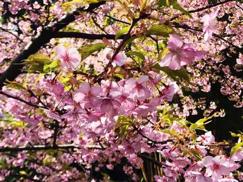 Close-up of pink flowers on tree