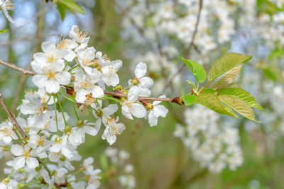 Close-up of white cherry blossom tree