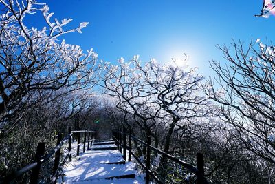 Snow covered trees against sky