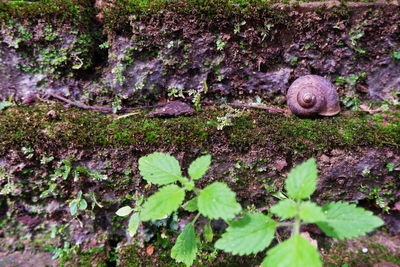 Close-up of snail on moss