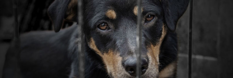 Dog in animal shelter waiting for adoption. dog behind the fences. dog in animal shelter cage.