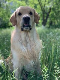 Portrait of dog on field