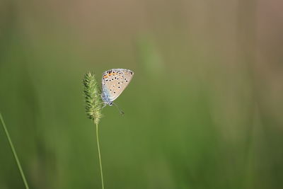 Close-up of butterfly on leaf