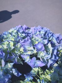 Close-up of purple flowers