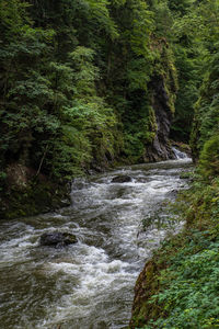 River flowing amidst trees in forest