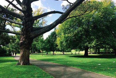 Trees in park