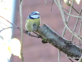 Close-up of bird perching on leaf