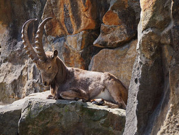 Mountain goat with long horn resting on the rocks