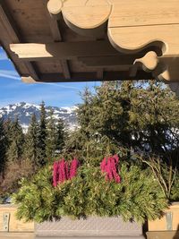 Low angle view of plants against sky