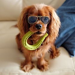 Puppy with sunglasses and rubber horse shoe