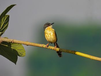 Close-up of bird perching on branch