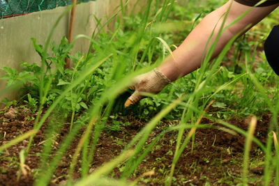 Weeding in the home garden. soft selective focus