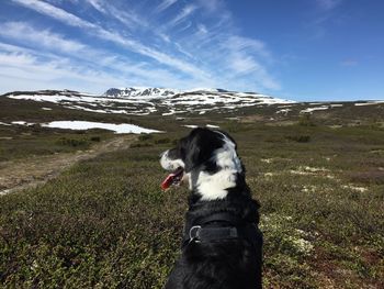 Dog standing on field against sky