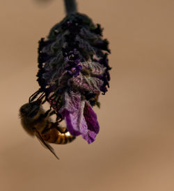 Close-up of insect on purple flower