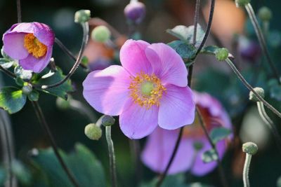 Close-up of pink flowers